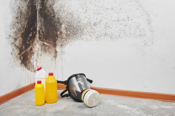 Best Mold Removal Near Me  in Bruce, MS