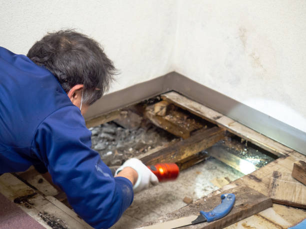 Best Crawl Space Mold Removal  in Bruce, MS