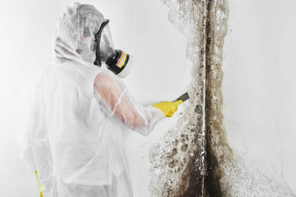 Mold Removal and Inspection in Bruce, MS