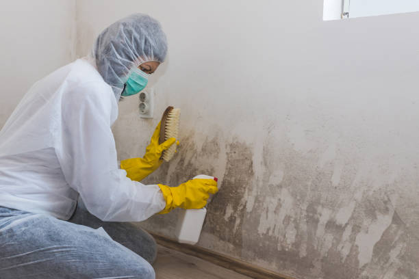 Best Toxic Mold Removal  in Bruce, MS