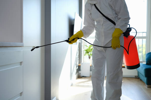 Best Same-Day Mold Removal  in Bruce, MS