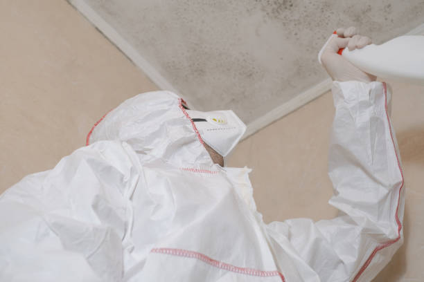 Best Home Mold Removal  in Bruce, MS