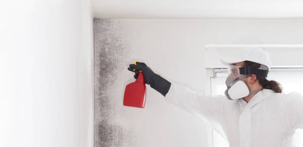 Best Mold Testing  in Bruce, MS