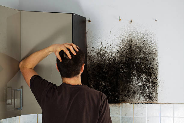 Best Black Mold Removal  in Bruce, MS