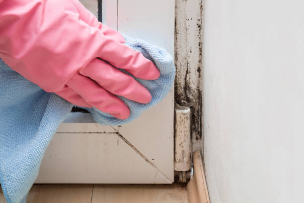 Certified Mold Removal in Bruce, MS